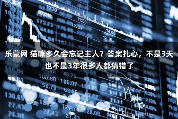 乐蒙网 猫咪多久会忘记主人？答案扎心，不是3天也不是3年很多人都猜错了